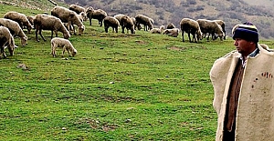 Asgari Ücretin 3 Katı Maaşa Çoban Bulamıyorlar