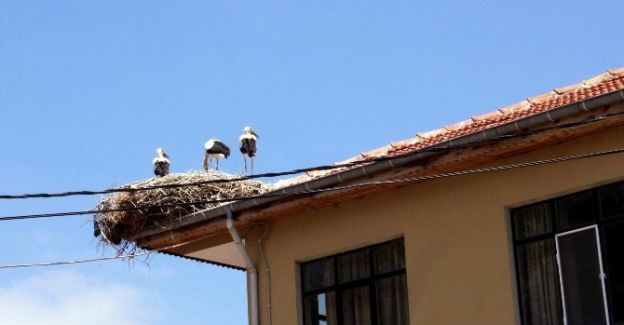 Bu mahallede leylekler insanlarla birlikte yaşıyor