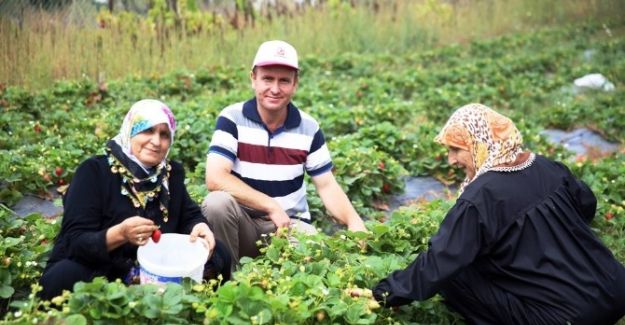 Nilüfer organik çilek ve enginarın merkezi oluyor