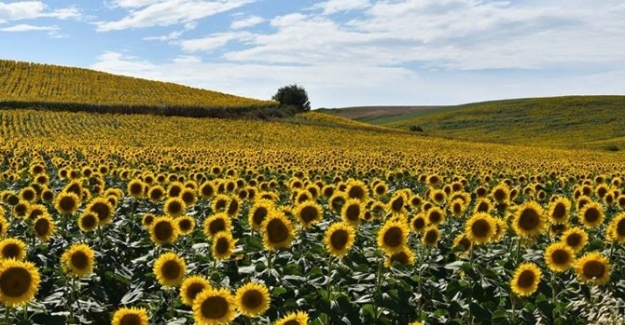 Ayçiçeği şampiyonu Tekirdağ