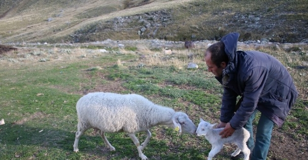 Uludağ’da koyunların zirve kampı sona erdi