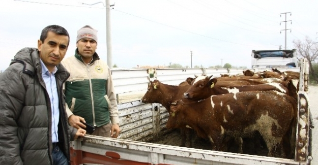 Genç çiftçilere büyükbaş hayvan desteği