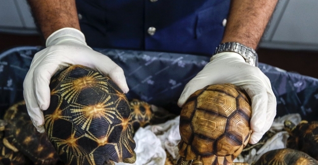 Malezya’ya kaçak getirilen kaplumbağalara el konuldu