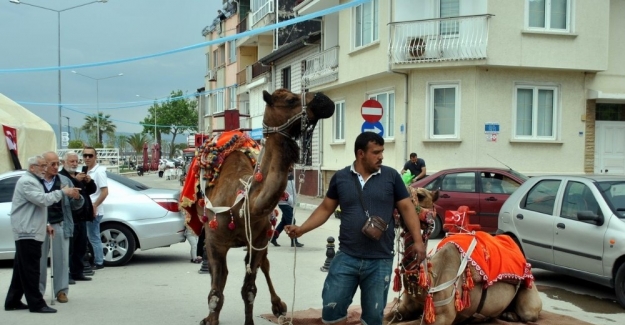 Manavgat’ın develeri Mudanya turunda