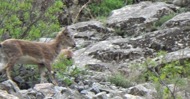 Yaban keçi sürüsü görüntülendi