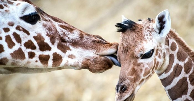 Zürafalara ve köpek balıklarına koruma geliyor