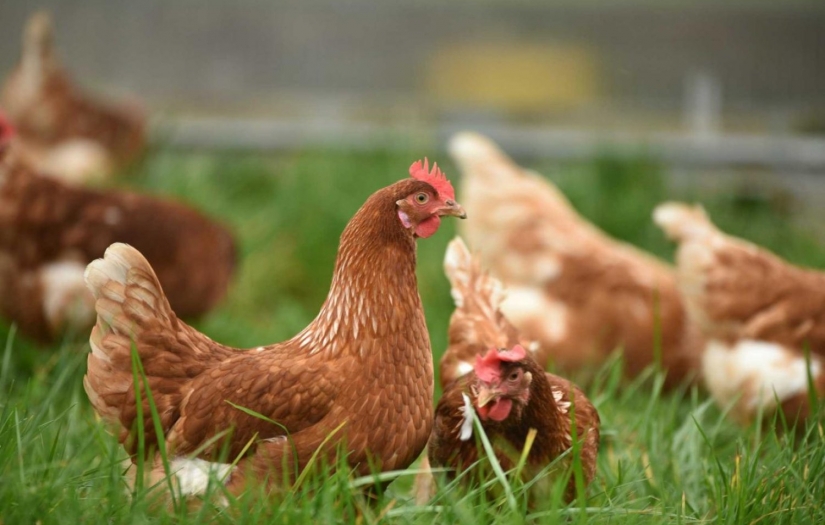 Enerji depolamada "tavuk yağı" dönemi başladı