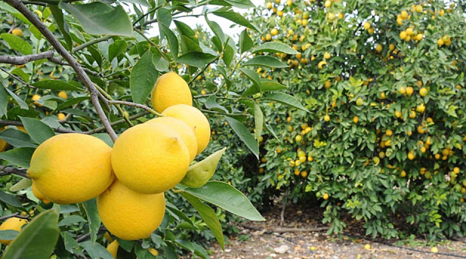 Dalında 2 Liraya satılamayan Limonun, marketlerdeki fiyatı 100 Lira!