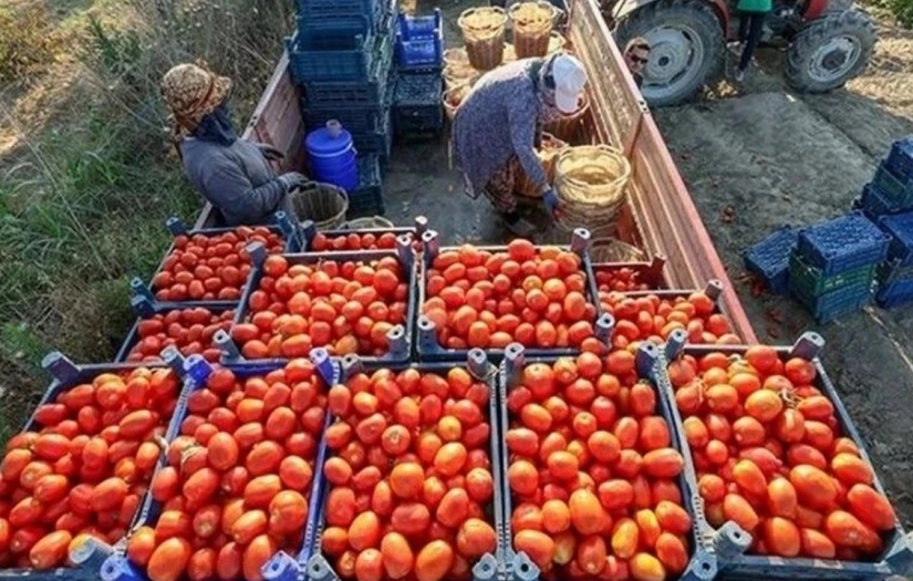 Salçalık domateste fiyat krizi: Tezgaha 10 kat pahalı geliyor