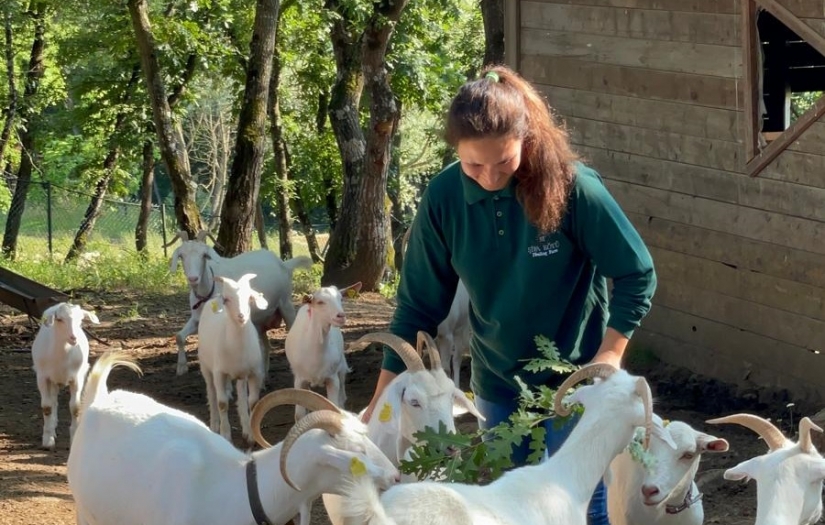 Çiftlik hayvanları ile vakit geçirmek mutluluğu artırıyor