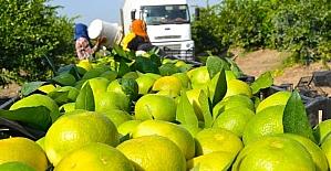 Narenciye üreticisinin gözü Putin’in ziyaretinde