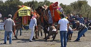 Çakmaklı 5. geleneksel deve güreşleri yapıldı