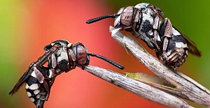 Böcek fotoğrafları yarışmasının kazananı "Guguklu Arılar" oldu