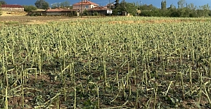 Trakya'da dolu yağdı, çiftçiler perişan oldu