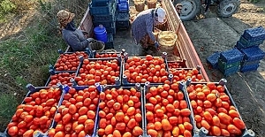 Salçalık domateste fiyat krizi: Tezgaha 10 kat pahalı geliyor